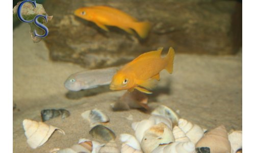 Neolamprologus leleupi